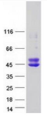 SDS-PAGE (OLIG2-1769HFL).jpg